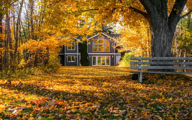 A house under tall trees in autumn, leaves across the lawn